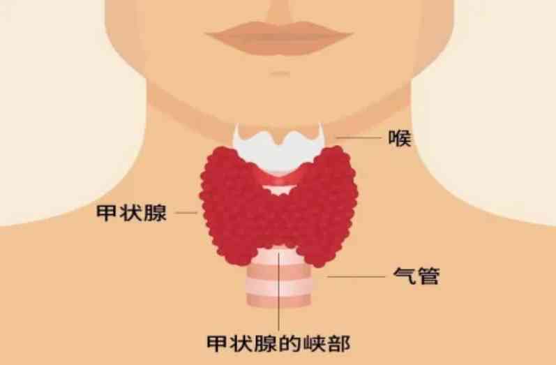 【科普促健康】 守护“生命腺”，健康不缺席